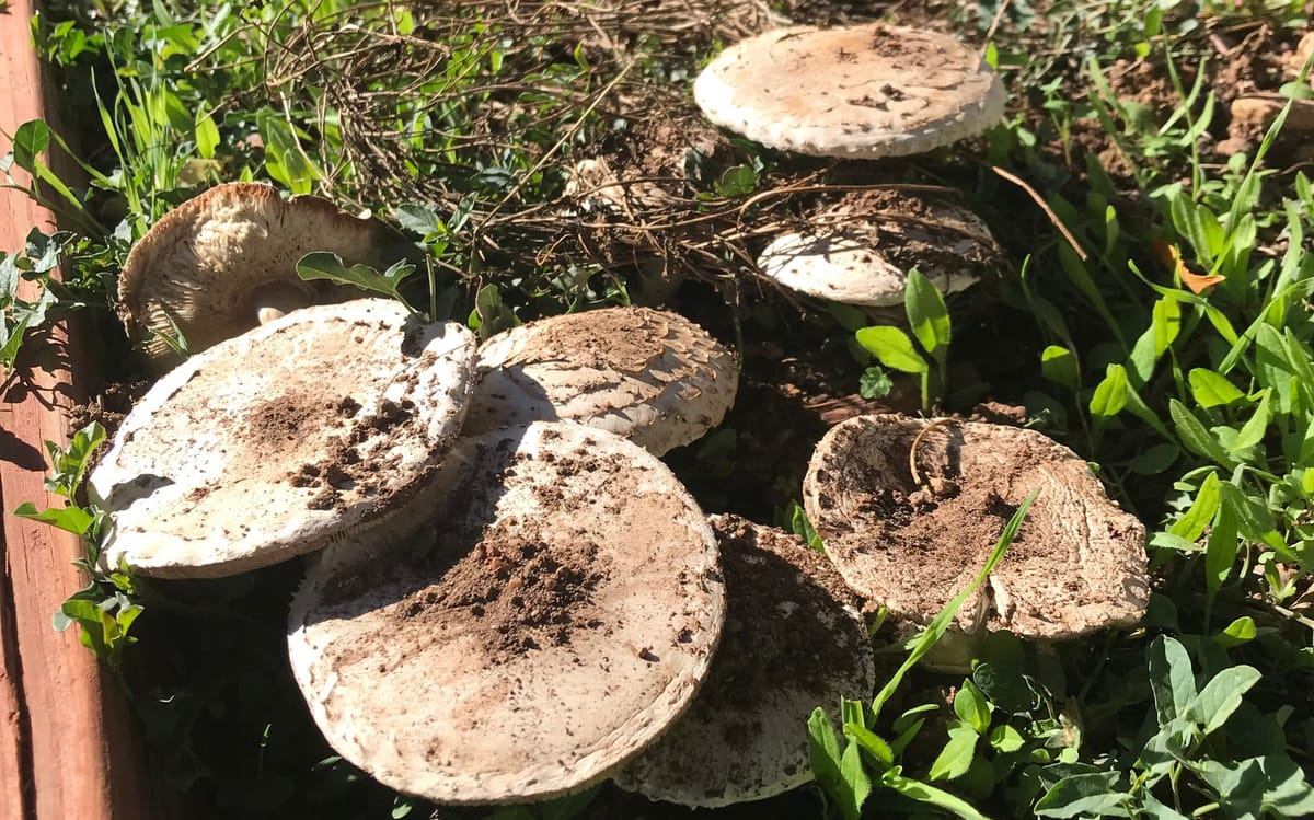 After the Ceasefire: We Can’t Afford Silence- Re: Message to HHS After Ceasefire